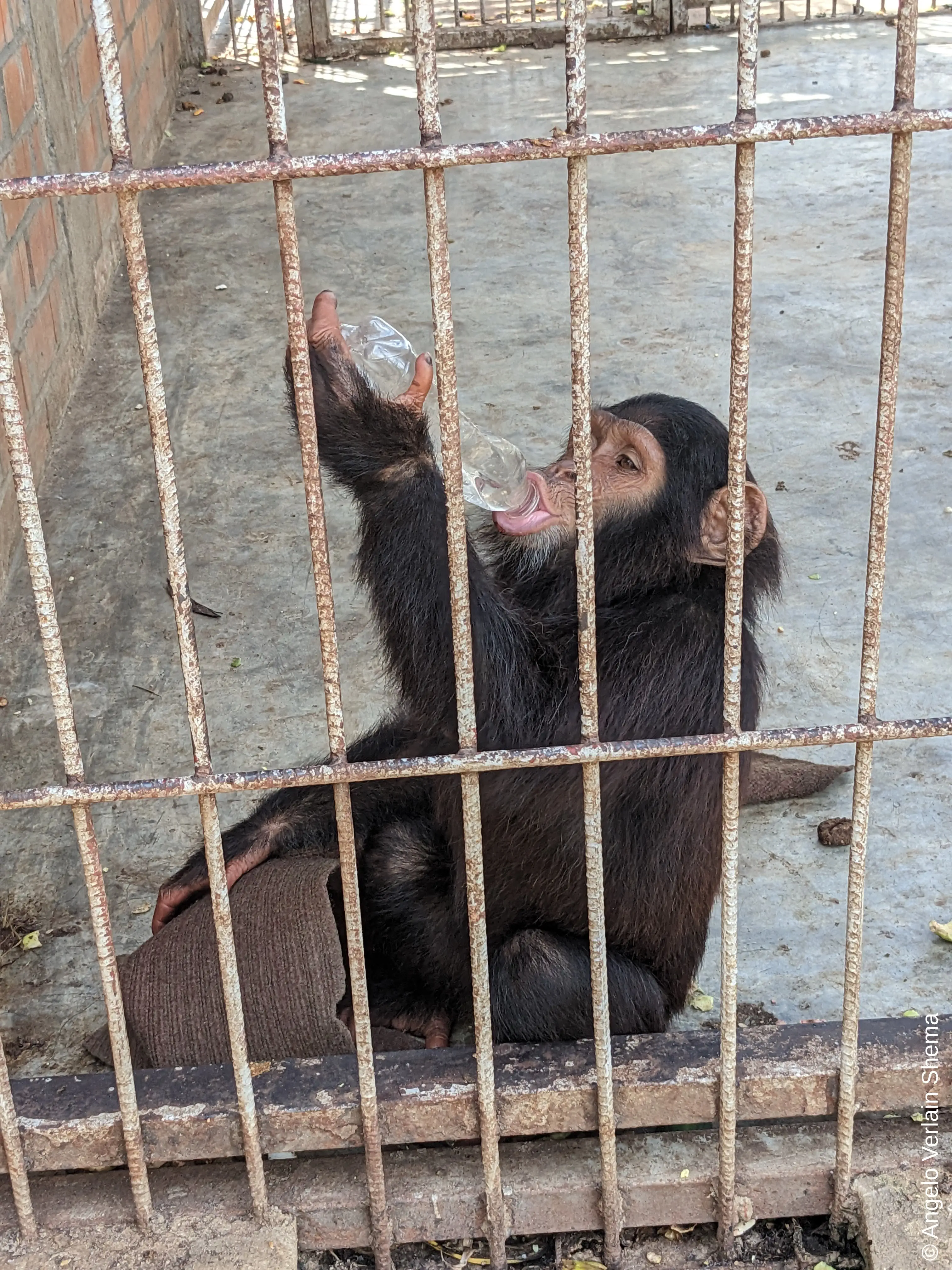 5 chimpanzees, of which 2 were babies