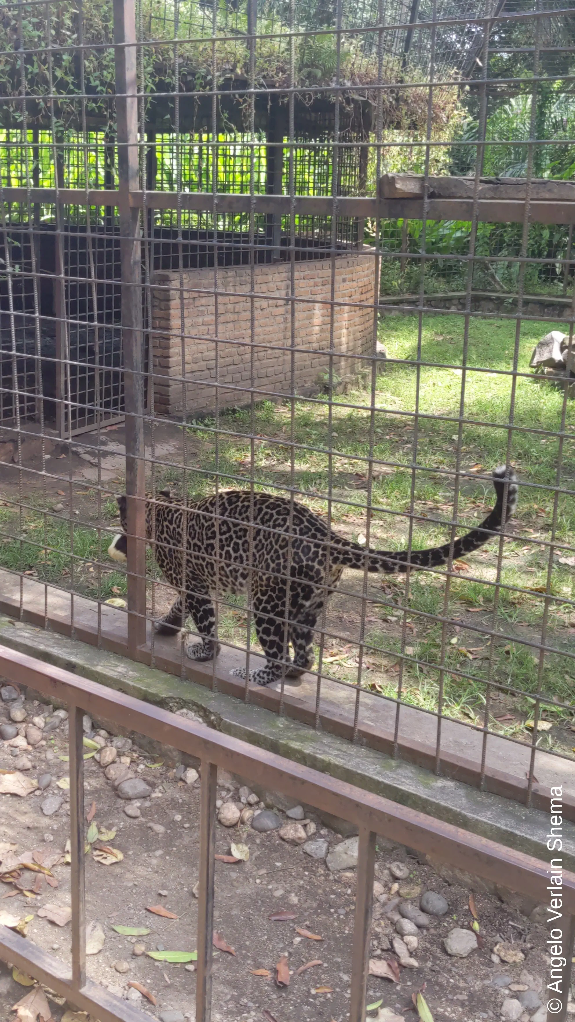 A leopard that was way more peaceful than I expected, we even touched her